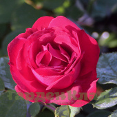 Роза канадской серии Explorer Катберт Грант (Cuthbert Grant (58180901, RSM 30)) C30