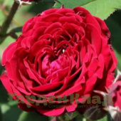 Роза флорибунда Таманго (Tamango (MEIdanu)) C30