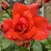 Роза плетистая (клаймбер) Салита (Salita (KORmorlet)) C30
