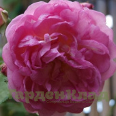 Роза плетистая (клаймбер) Ясмина (Jasmina (KORcentex)) C30