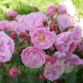 Роза мускусный гибрид Хэвенли Пинк (Heavenly Pink (LENnedi, LLX 8926)) C30