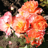 Роза шраб Вестерлэнд (Westerland (KORlawe, KORwest)) C30