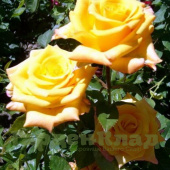 Роза чайно-гибридная Папиллон (Papillon, TANnollipa) C30