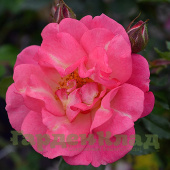 Роза канадской серии Parkland Морден Аморрет (Morden Amorette (70666203, RSM D7)) C30