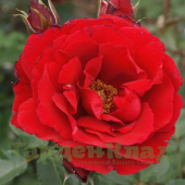 Роза плетистая (клаймбер) Симпати (Sympathie) C30