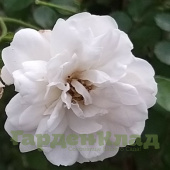 Роза шраб Свэни (Swany (MEIburenac)) C30