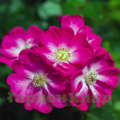 Роза миниатюрная Люпо (Lupo (KORdwarul)) C30