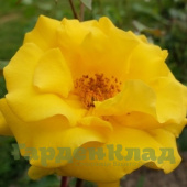 Роза флорибунда Штутгардия (Stuttgardia (KO 02/0794-11, KORbalogo)) C30