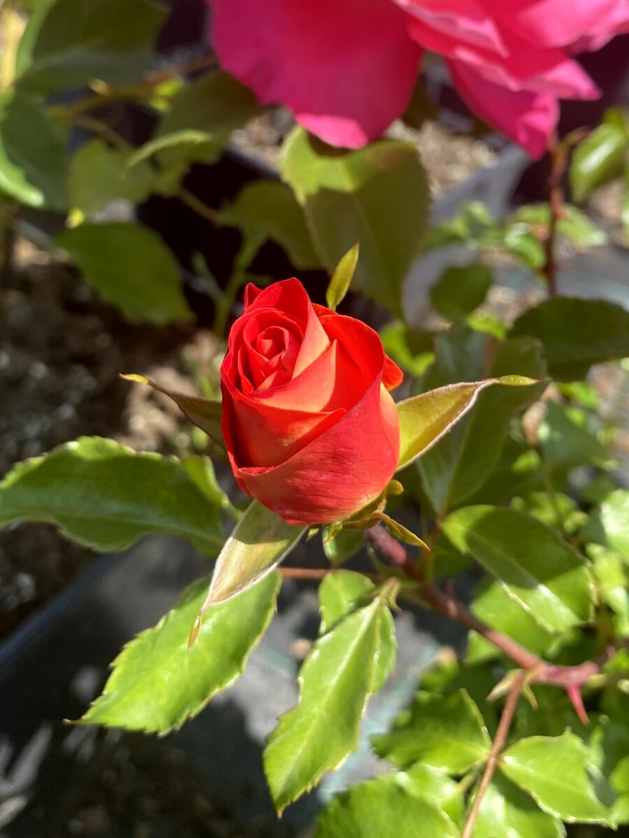 Эйр Браш
