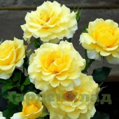 Роза плетистая крупноцветковая (клаймбер) Римоза (Rimosa) C30