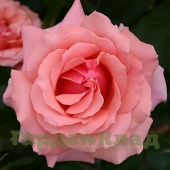 Роза мускусный гибрид Поэзи (Poesie (LENobit)) C12,5