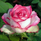 Роза чайно-гибридная Аттракта (Attracta, Ruia16101) C12,5