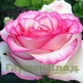 Роза чайно-гибридная Белла Вита (Bella Vita, Lexalleb) C30