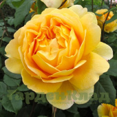 Роза английская Голден Селебрейшн (Golden Celebration (AUSgold) C30