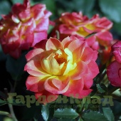 Роза миниатюрная Мандарин (Mandarin (KORcelin)) C12,5