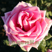 Роза чайно-гибридная Топаз (Topaz) C30