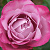 Роза чайно-гибридная Аманда Блю (Amanda Blue), Р-293