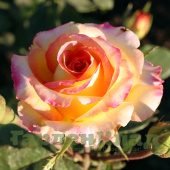 Роза чайно-гибридная Амбианс (Ambiance) C30