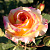 Роза чайно-гибридная Амбианс (Ambiance) C30