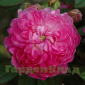 Роза центифолия Помпон де Бургонь (Pompon de Bourgogne (Burgunderröschen, Burgundiaca, Burgundian Rosе)) С30