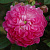 Роза центифолия Помпон де Бургонь (Pompon de Bourgogne (Burgunderröschen, Burgundiaca, Burgundian Rosе)) С30