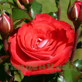 Роза флорибунда Плантен ун Блюмен (Planten un Blomen (KO 99/1712-02, KORplunblo)) C30