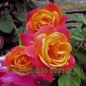 Роза плетистая крупноцветковая (клаймбер) Джозефс Коат (Joseph's Coat) C30