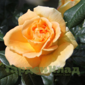 Роза чайно-гибридная Роз Алезон (Rose Alleyson (ORA 295-08, ORAsyda, St. Tropez)) C30