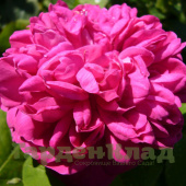 Роза портландская Роз де Рэскт (Rose de Rescht (Rose de Resht)) С30