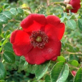 Роза гибрид мойези Гераниум (Geranium (Rosa moyesii 'Geranium'))