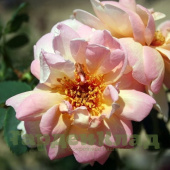 Роза бедренцеволистная Фрулингсдуфт (Fruhlingsduft (Spring Fragrance)) С30