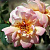 Роза бедренцеволистная Фрулингсдуфт (Fruhlingsduft (Spring Fragrance)) С30