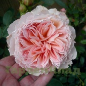 Роза английская Зе Дженерос Гарденер (The Generous Gardener (AUSdrawn)) C12,5