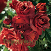 Роза спрей Терракот (Terracotta ® (MEIcobuis, My Lovely, Terra Cotta)) C30