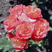 Роза спрей Макарена (Macarena (INTerorto) C12,5