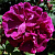 Роза портландская Роз дю Руа а Флёр Пурпур (Rose du Roi à Fleurs Pourpres (Crimson Superb, Du Roi pourpre, Mogador, Roi des Pourpres)) С30