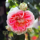 Роза плетистая крупноцветковая (клаймбер) Цезарь (Cesar (MEIsardan)) C30