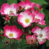 Роза мускусный гибрид Букаву (Bukavu (LENbrirus, LLX9001)) C12,5