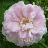 Роза китайская/галльская Дюшес де Монтебелло (Duchesse de Montebello) С30