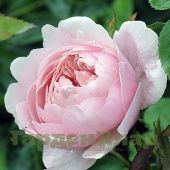 Роза английская Зе Алнвик Роуз (The Alnwick Rose (AUSgrab, Alnwick Castle)) C12,5