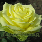 Роза чайно-гибридная Амандин (Amandine) C30