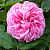 Роза английская Гертруда Джекилл (Gertrude Jekyll, AUSbord) C30