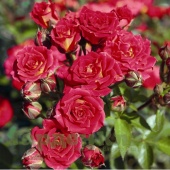 Роза шраб Мика (Myka) C12,5