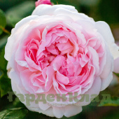 Роза английская Эглантайн (Eglantyne (AUSmak)) C30