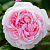 Роза английская Эглантайн (Eglantyne (AUSmak)) C30