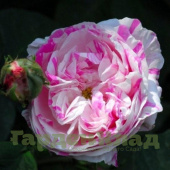 Роза центифолия Вариегата (Rose Centifolia Variegata (Belle des Jardins, Belle Rubanée, Belle Villageoise)) С30