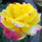 Роза чайно-гибридная Хортиколор (Horticolor (LAPbal) C30