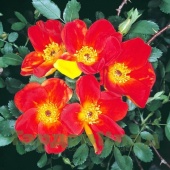 Роза фетида Биколор (Foetida Bicolor (Austrian Copper, Bicolor atropurpurea, Capucine, Capucine Bicolore, Capucine Briar, Capucine Rouge))