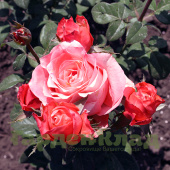 Роза чайно-гибридная Деметра (Demetra, Wow (RUIy5451))C30