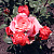 Роза чайно-гибридная Деметра (Demetra, Wow (RUIy5451))C30